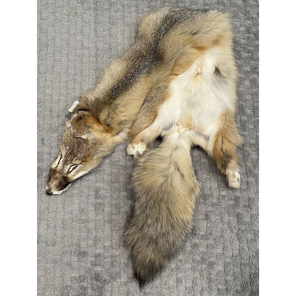 Kit Fox / Swift Fox Pelt Real Fur Hide Tanned Taxidermy Oddities Curios Display